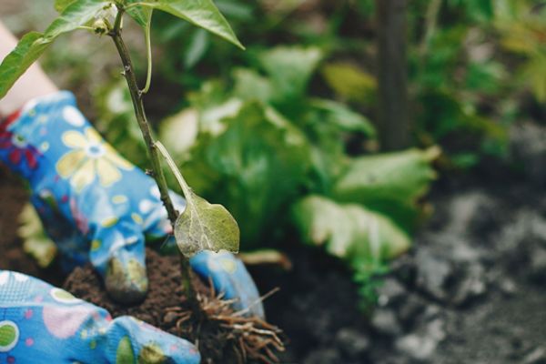 Gardening